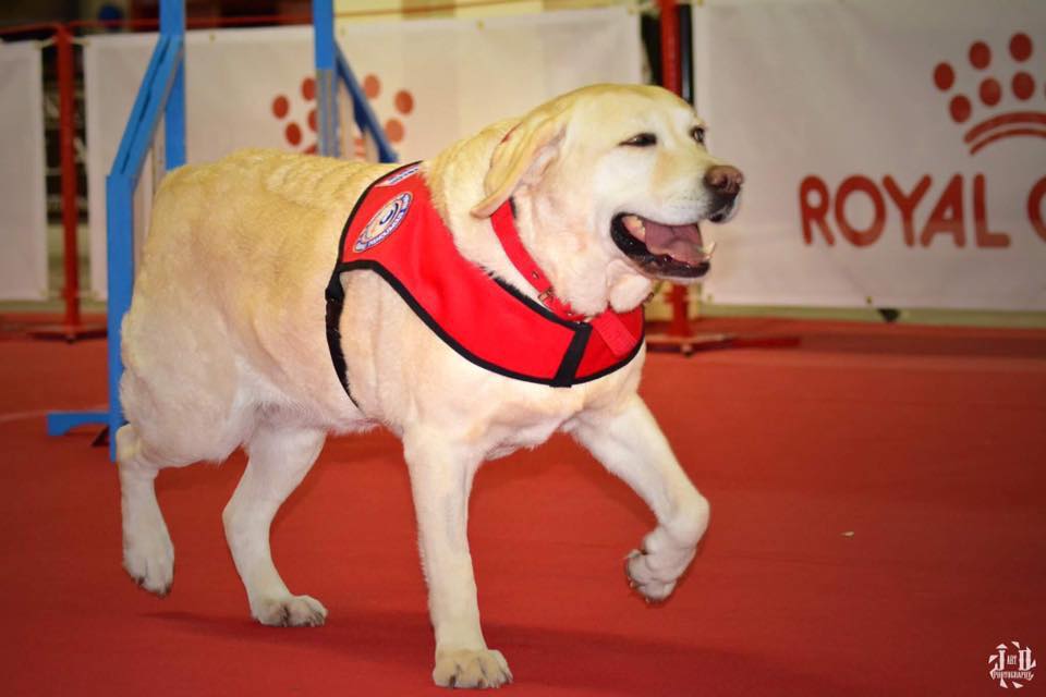 Βοηθάμε τον σκύλο-οδηγό Μέη!